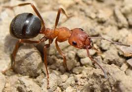 Attēlu rezultāti vaicājumam “Tenthredo campestris female”