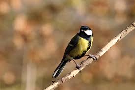 Attēlu rezultāti vaicājumam “Parus major”