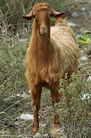 Attēlu rezultāti vaicājumam “Capra”