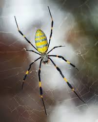 Image result for spider