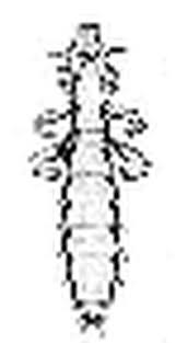 Attēlu rezultāti vaicājumam “Phthiraptera”