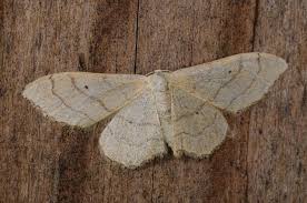 Attēlu rezultāti vaicājumam “Idaea aversata”