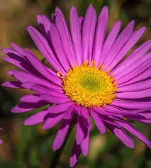 Image result for Aster alpinus