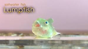 Image result for Cyclopterus lumpus