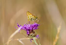 Attēlu rezultāti vaicājumam “Hesperia comma female”