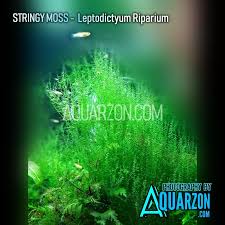 Attēlu rezultāti vaicājumam “Leptodictyum riparium”