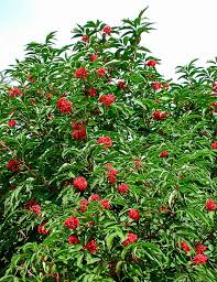 Attēlu rezultāti vaicājumam “Sambucus racemosa”