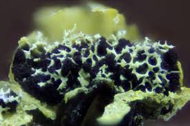 Attēlu rezultāti vaicājumam “Badhamia capsulifera stalked”