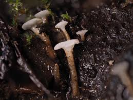 Attēlu rezultāti vaicājumam “Neocudoniella albiceps”