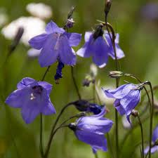 Image result for Campanula affinis