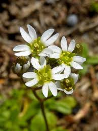 Attēlu rezultāti vaicājumam “Erophila verna flower”