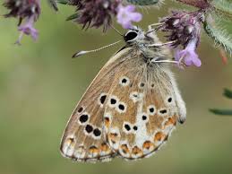 Attēlu rezultāti vaicājumam “Aricia artaxerxes  female”