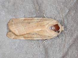 Attēlu rezultāti vaicājumam “Noctua fimbriata imago”