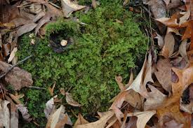 Attēlu rezultāti vaicājumam “Thuidium recognitum”