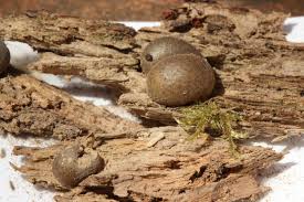 Attēlu rezultāti vaicājumam “Liceaceae”
