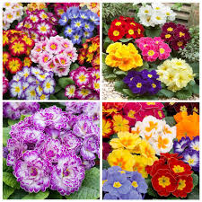 Image result for Primula malacoides