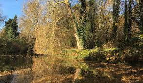 Image result for Ipswich Open Ultimate