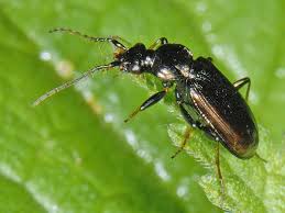 Attēlu rezultāti vaicājumam “Loricera pilicornis”