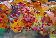 Attēlu rezultāti vaicājumam “Sorbus alnifolia fruit”