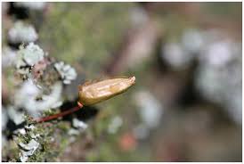 Attēlu rezultāti vaicājumam “Buxbaumia viridis”