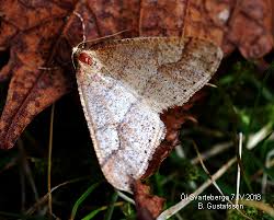 Attēlu rezultāti vaicājumam “Agriopis marginaria”