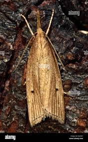 Attēlu rezultāti vaicājumam “Catoptria falsella”