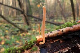 Attēlu rezultāti vaicājumam “Macrotyphula fistulosa var. contorta”