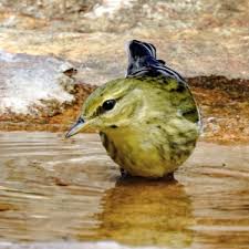 Image result for Dendroica striata