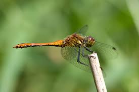 Attēlu rezultāti vaicājumam “Sympetrum sanguineum male”