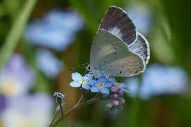 Attēlu rezultāti vaicājumam “Celastrina argiolus female”