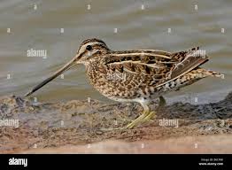 Image result for Gallinago gallinago