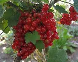 Attēlu rezultāti vaicājumam “Ribes rubrum fruit”
