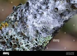 Attēlu rezultāti vaicājumam “Athelia arachnoidea”