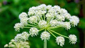 Attēlu rezultāti vaicājumam “Cicuta virosa”