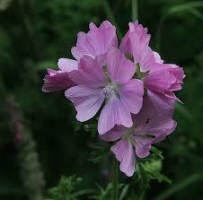 Image result for Malva moschata