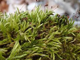 Attēlu rezultāti vaicājumam “Sciuro-hypnum”