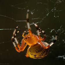Attēlu rezultāti vaicājumam “Araneus marmoreus”