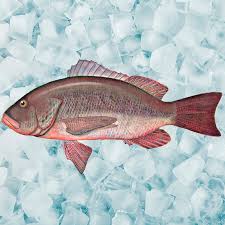 Image result for Lutjanus novemfasciatus