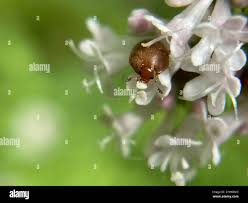 Attēlu rezultāti vaicājumam “Cychramus variegatus”