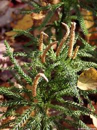 Attēlu rezultāti vaicājumam “Diachea muscorum stalked”