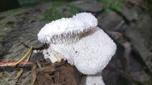 Attēlu rezultāti vaicājumam “Perenniporia medulla-panis”