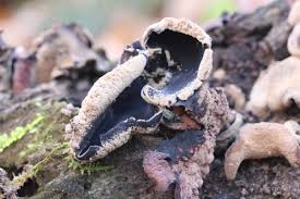 Attēlu rezultāti vaicājumam “Ionomidotis irregularis”