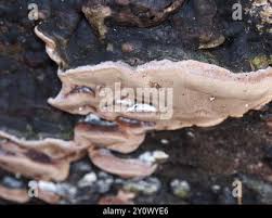 Attēlu rezultāti vaicājumam “Fomitopsis rosea”