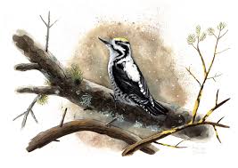 Attēlu rezultāti vaicājumam “Picoides tridactylus”