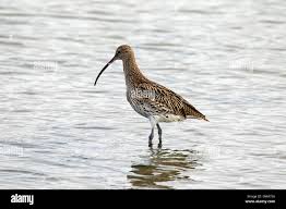 Attēlu rezultāti vaicājumam “Numenius arquata”