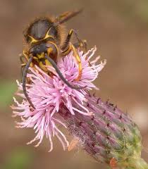 Attēlu rezultāti vaicājumam “Dolichovespula media”