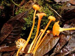 Attēlu rezultāti vaicājumam “Hygrocybe cantharellus”