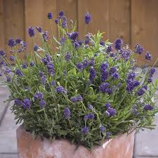 Attēlu rezultāti vaicājumam “Lavandula angustifolia flower”