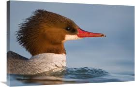 Attēlu rezultāti vaicājumam “Mergus merganser female”