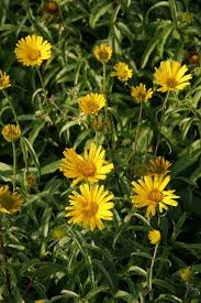Image result for Buphthalmum salicifolium